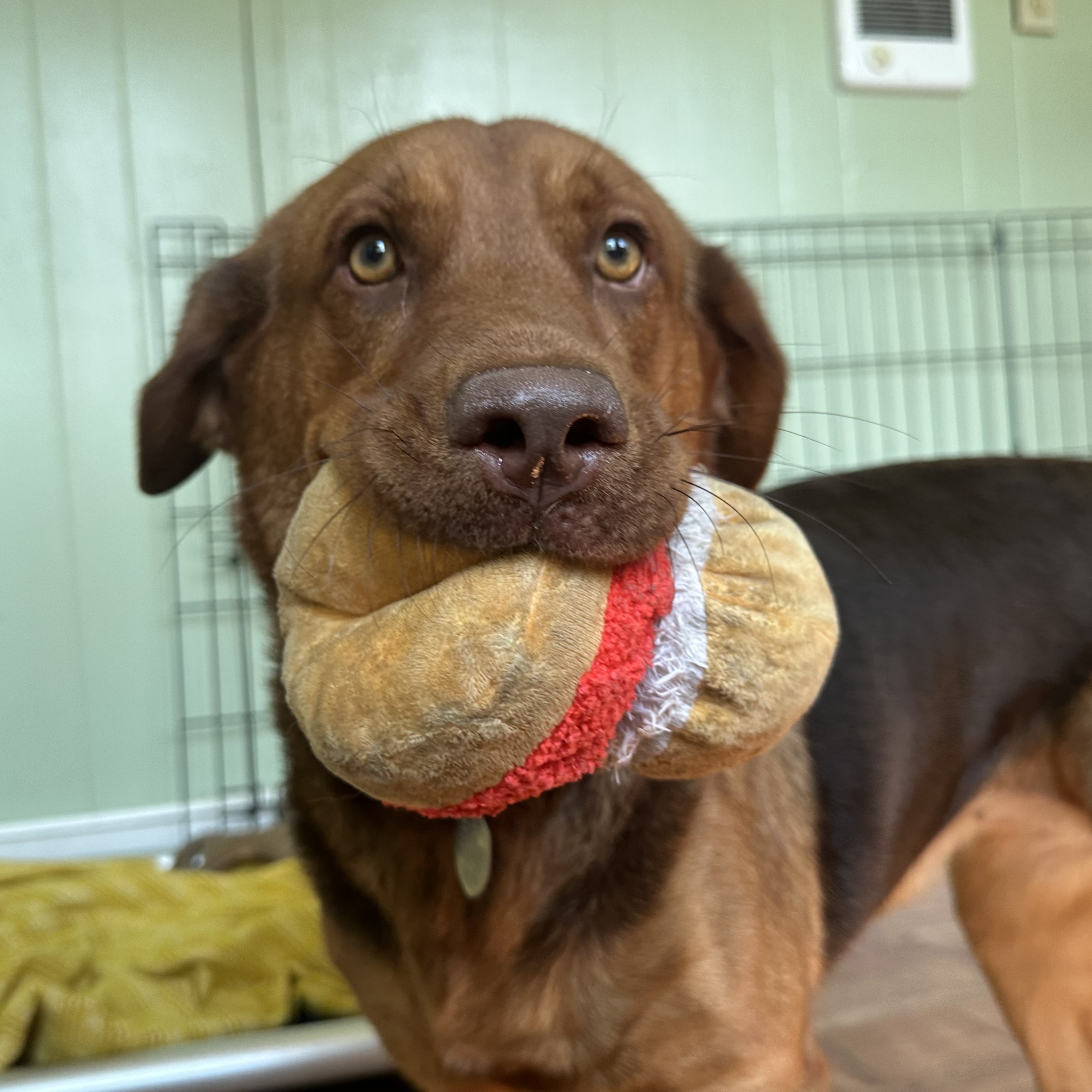 Enlarge Jasmine, a Adopted mixed breed in Accord, NY image 4/6