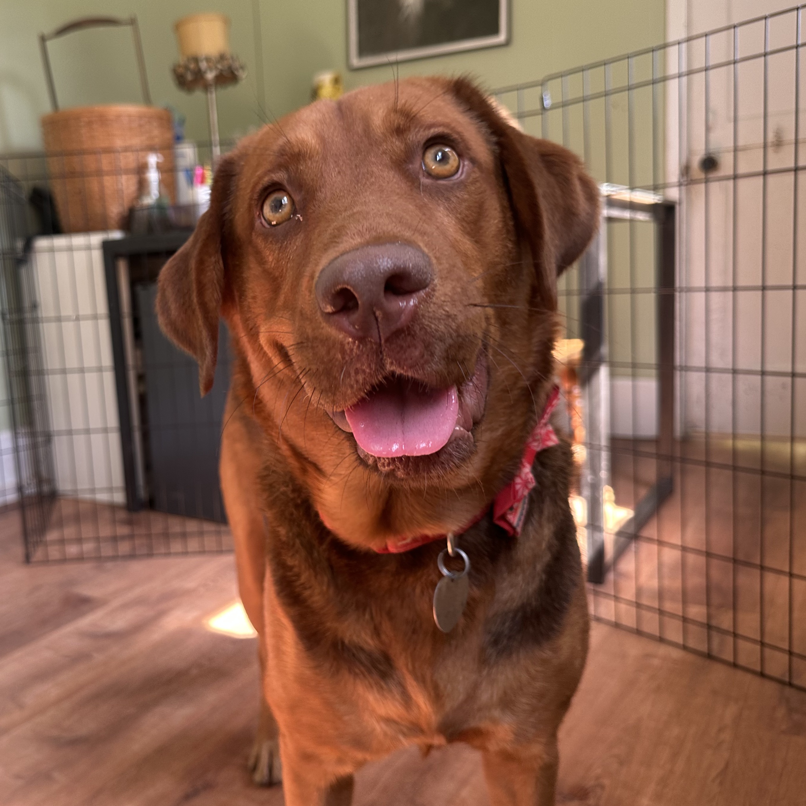 Jasmine, Adopted, Adult Female Labrador Retriever & Hound.