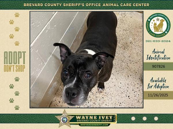 Chyna, Adoptable, Senior Female Mixed Breed.