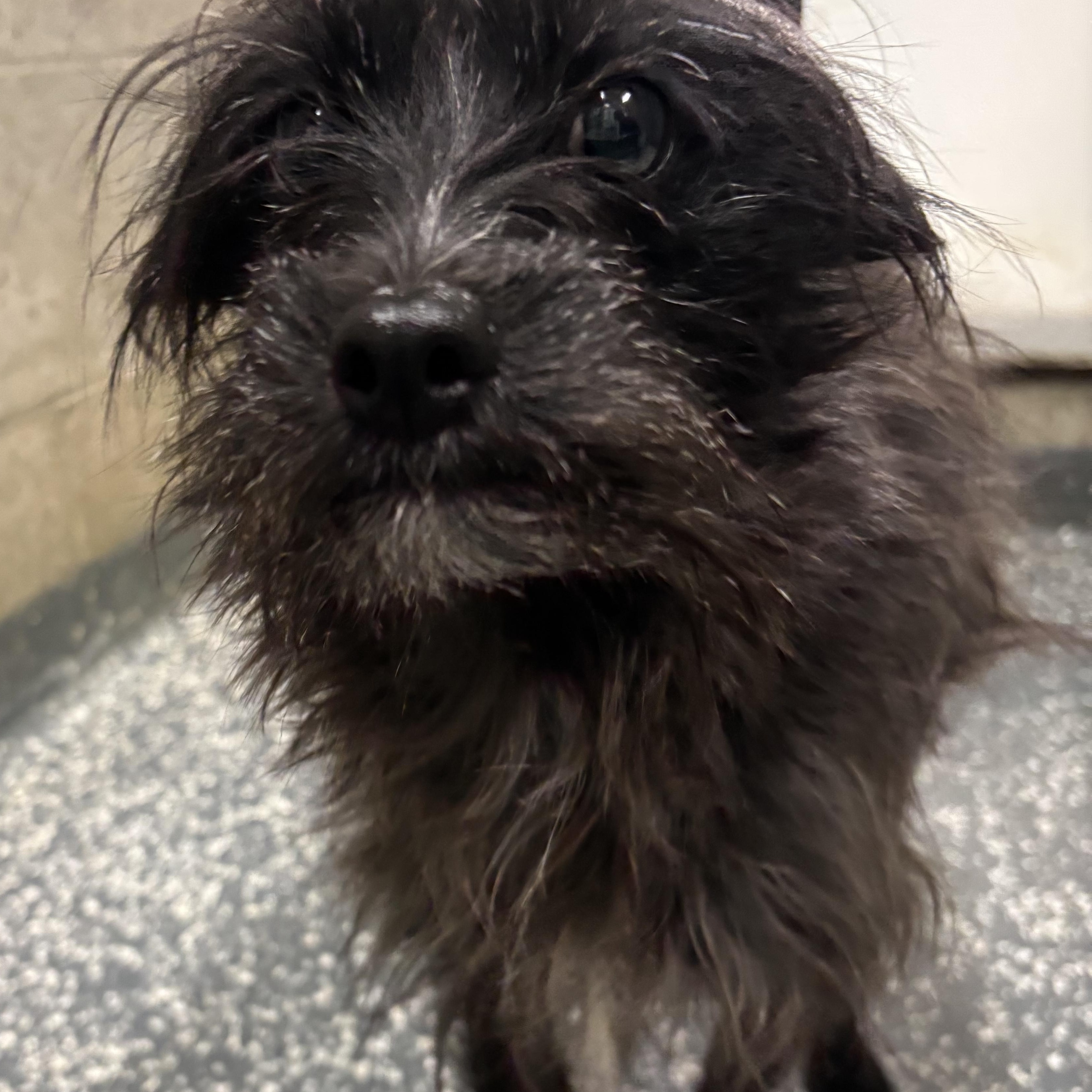 Enlarge Howie, an adopted Mixed Breed in Franklin, IN image 1/1