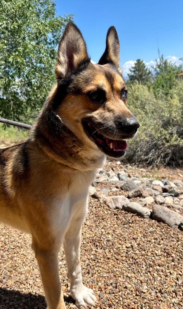 Bradley, Adoptable, Adult Male German Shepherd Dog.