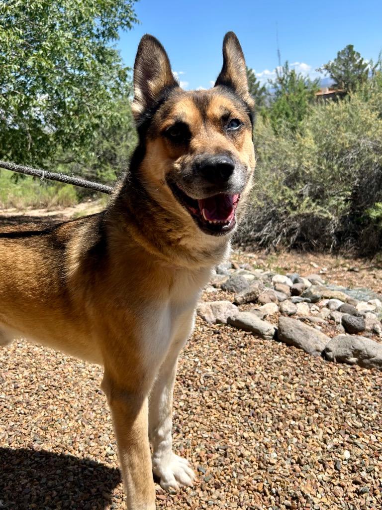 Bradley, a Adoptable mixed breed in Cottonwood, AZ image 2/2
