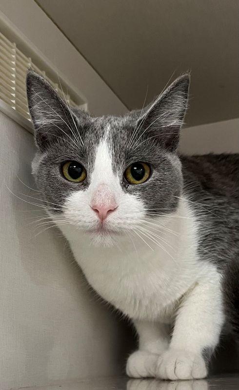 Yasmin, Adoptable, Kitten Female Domestic Short Hair.