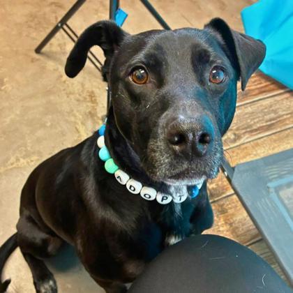 Pixel, Adoptable, Adult Male Labrador Retriever & Mixed Breed.
