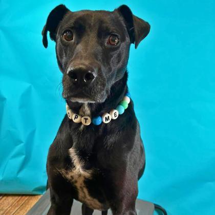 Enlarge Pixel, a Adoptable mixed breed in Gastonia, NC image 2/3