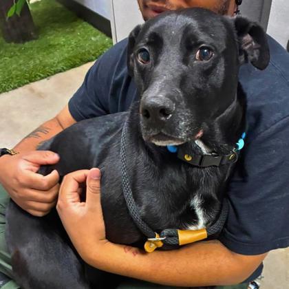 Enlarge Pixel, a Adoptable mixed breed in Gastonia, NC image 3/3