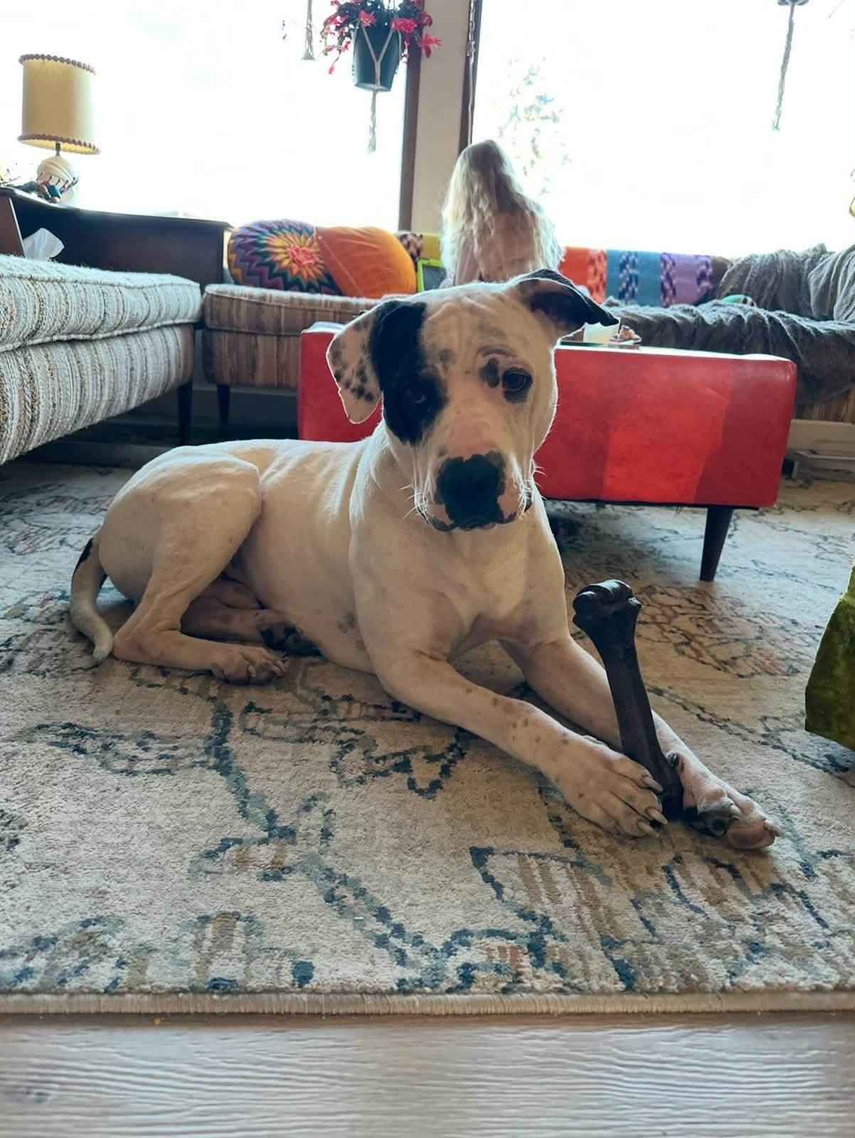 Riff, an adoptable mixed breed in Edmonton, AB image 2/4