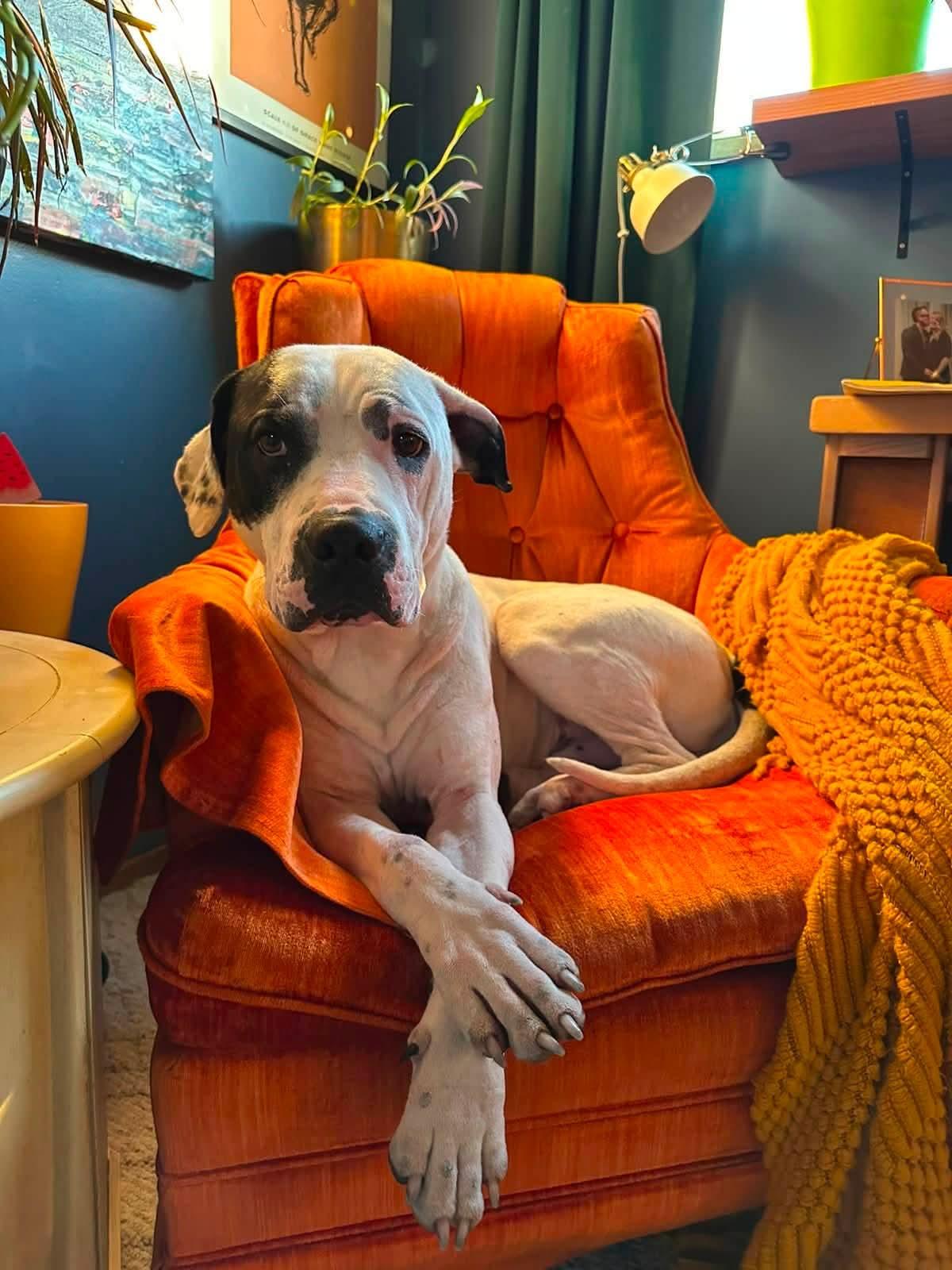 Riff, adoptable, Adult Male Cane Corso.