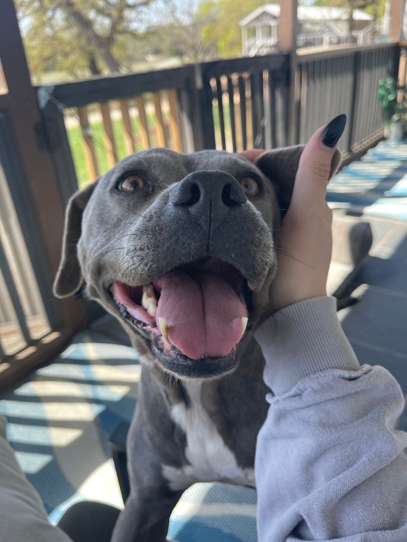 Enlarge Enola, a Adoptable mixed breed in Spicewood, TX image 1/12