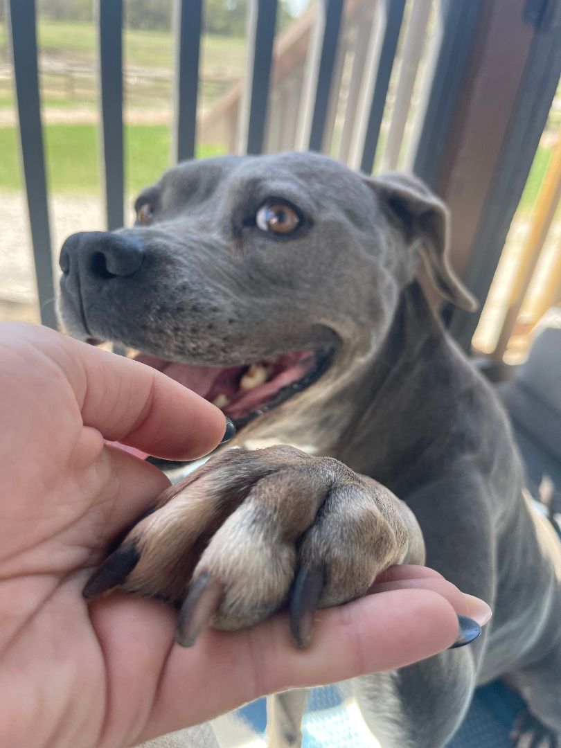 Enlarge Enola, a Adoptable mixed breed in Spicewood, TX image 2/12