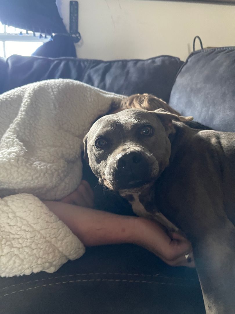 Enlarge Enola, a Adoptable mixed breed in Spicewood, TX image 3/12