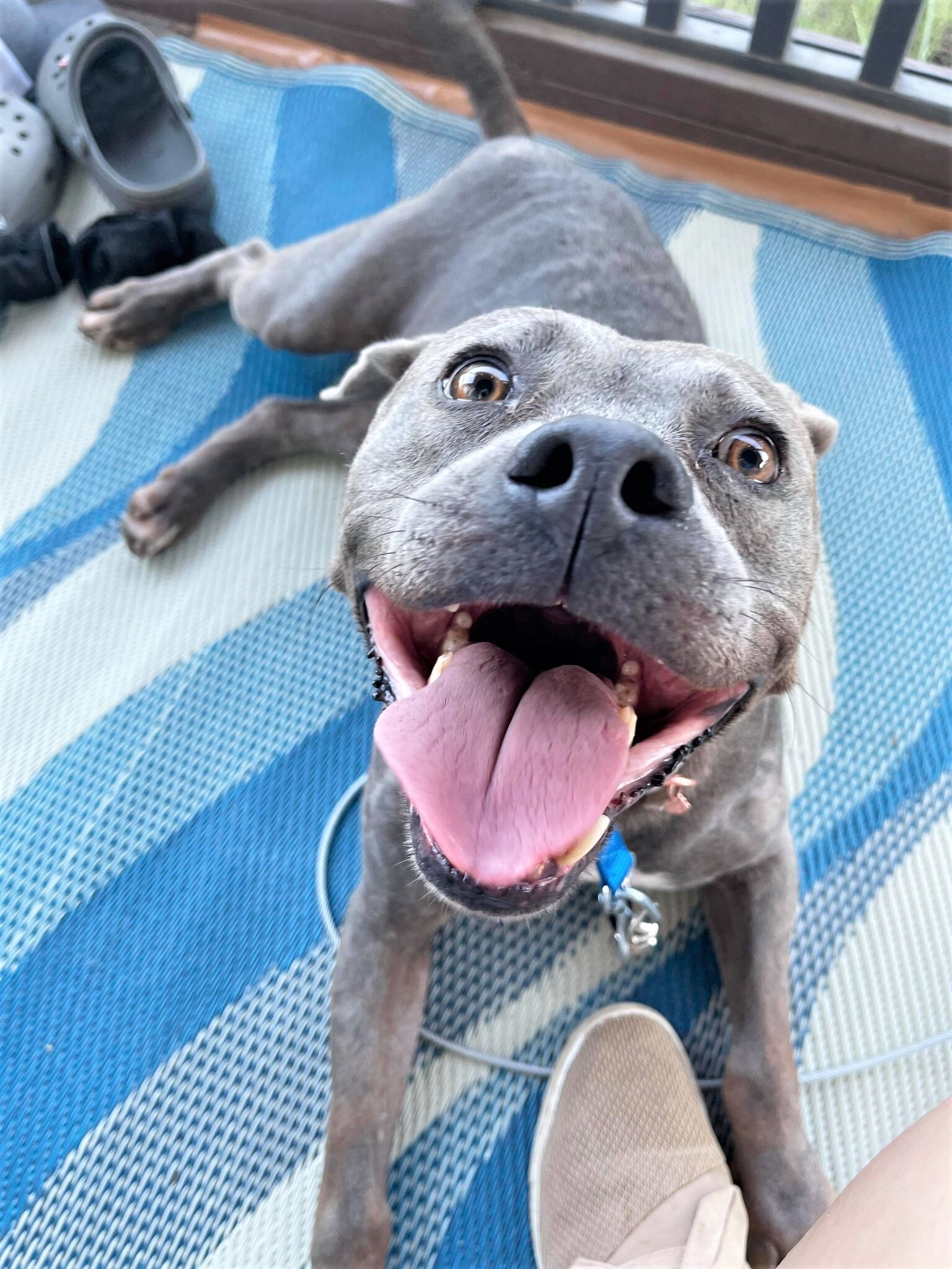 Enlarge Enola, a Adoptable mixed breed in Spicewood, TX image 4/12