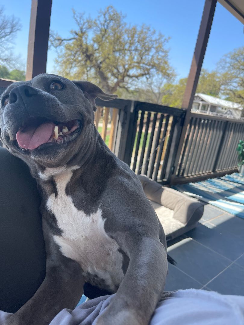 Enlarge Enola, a Adoptable mixed breed in Spicewood, TX image 5/12