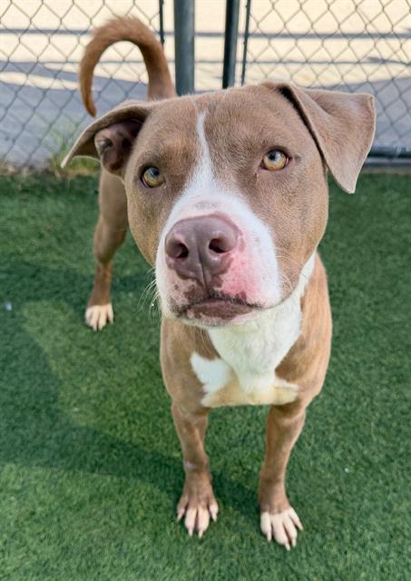 DUST, Adoptable, Young Male Mixed Breed.
