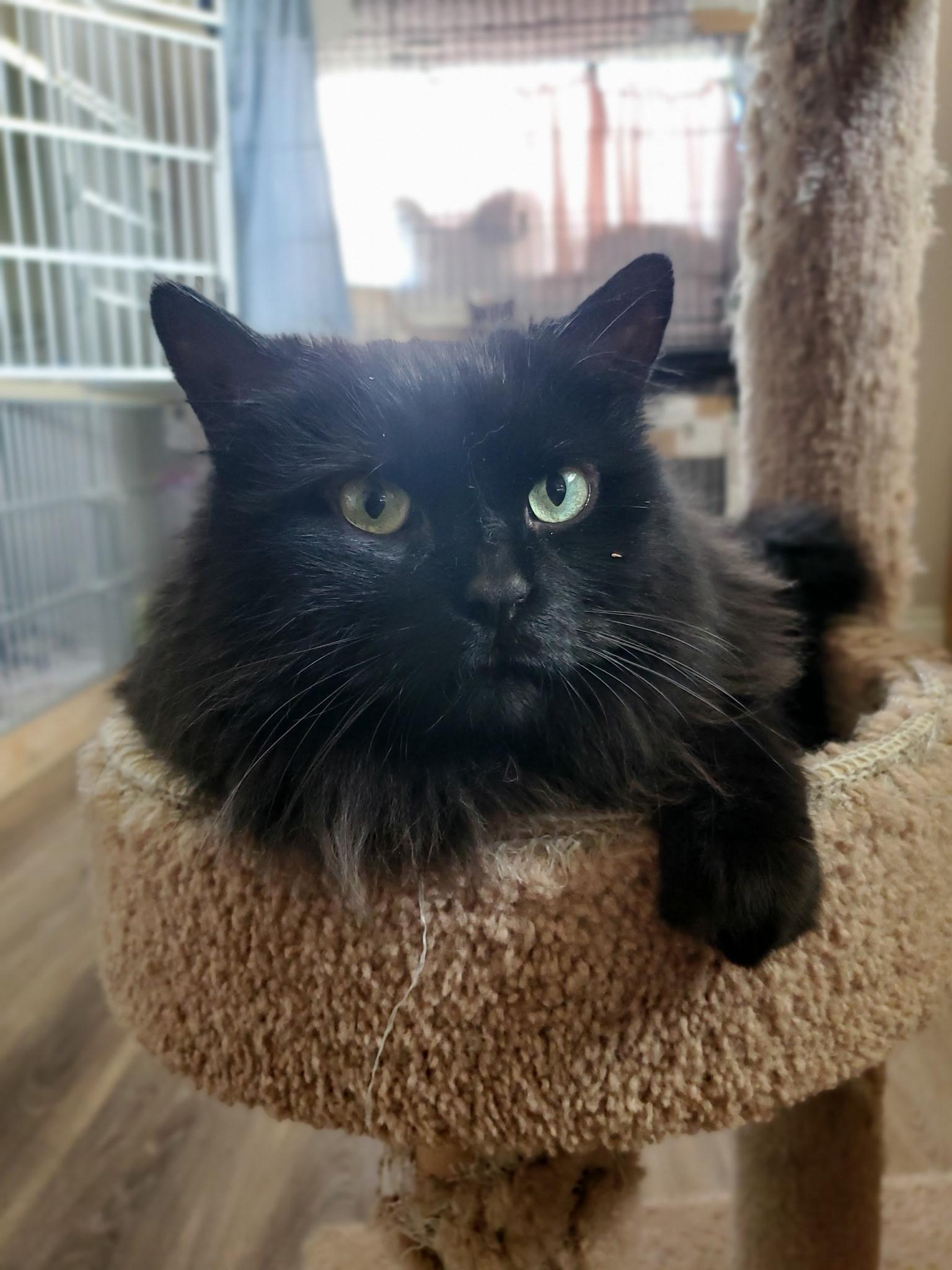 Charlie, a ADOPTABLE Domestic Long Hair in Waterdown, ON image 1/2