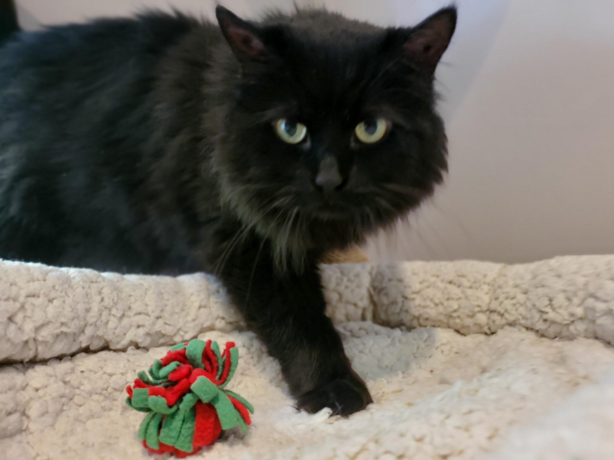 Charlie, a ADOPTABLE Domestic Long Hair in Waterdown, ON image 2/2