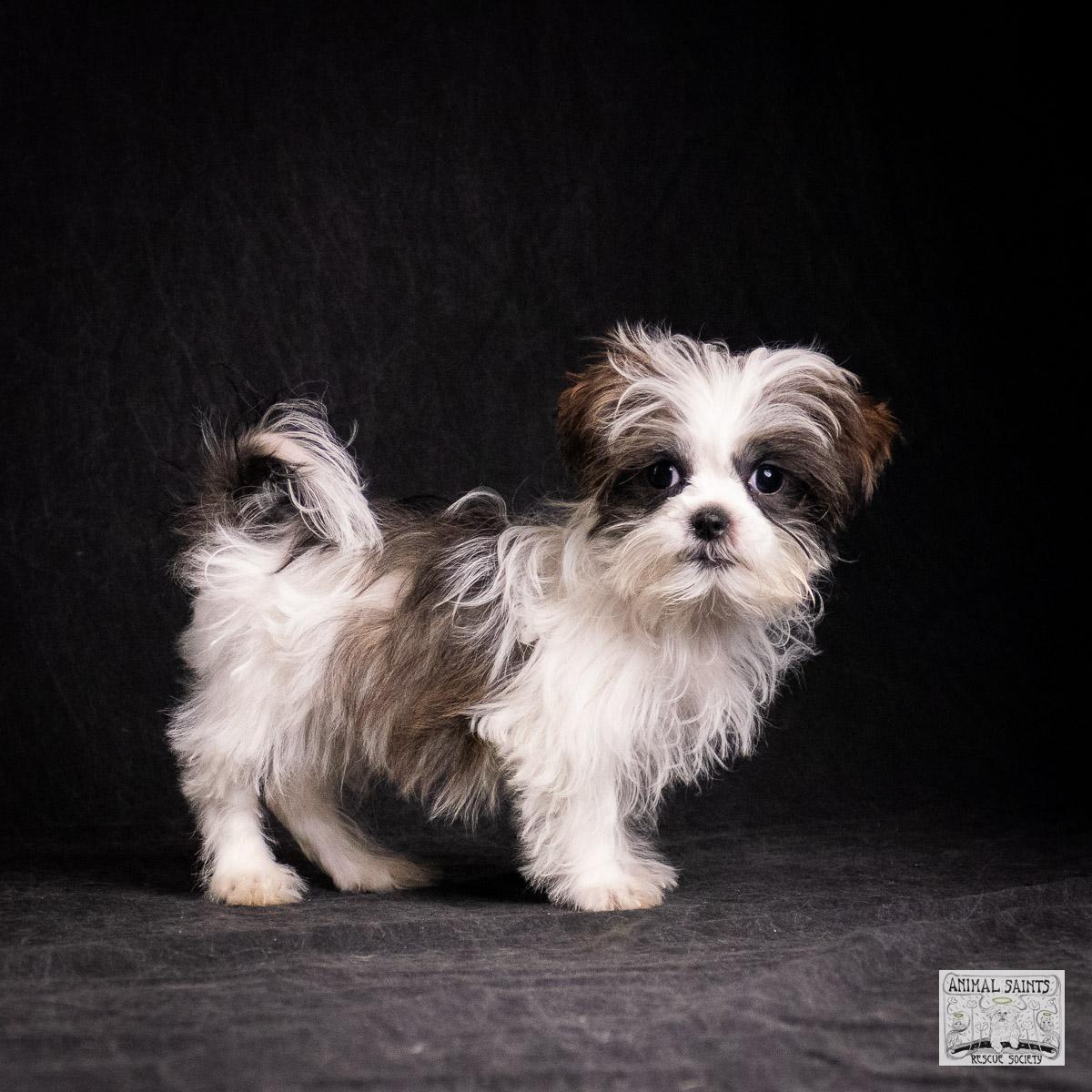 Enlarge Cilla, a Adoptable mixed breed in Fort Montgomery, NY image 1/6