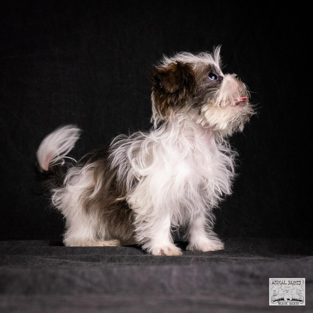 Enlarge Cilla, a Adoptable mixed breed in Fort Montgomery, NY image 2/6