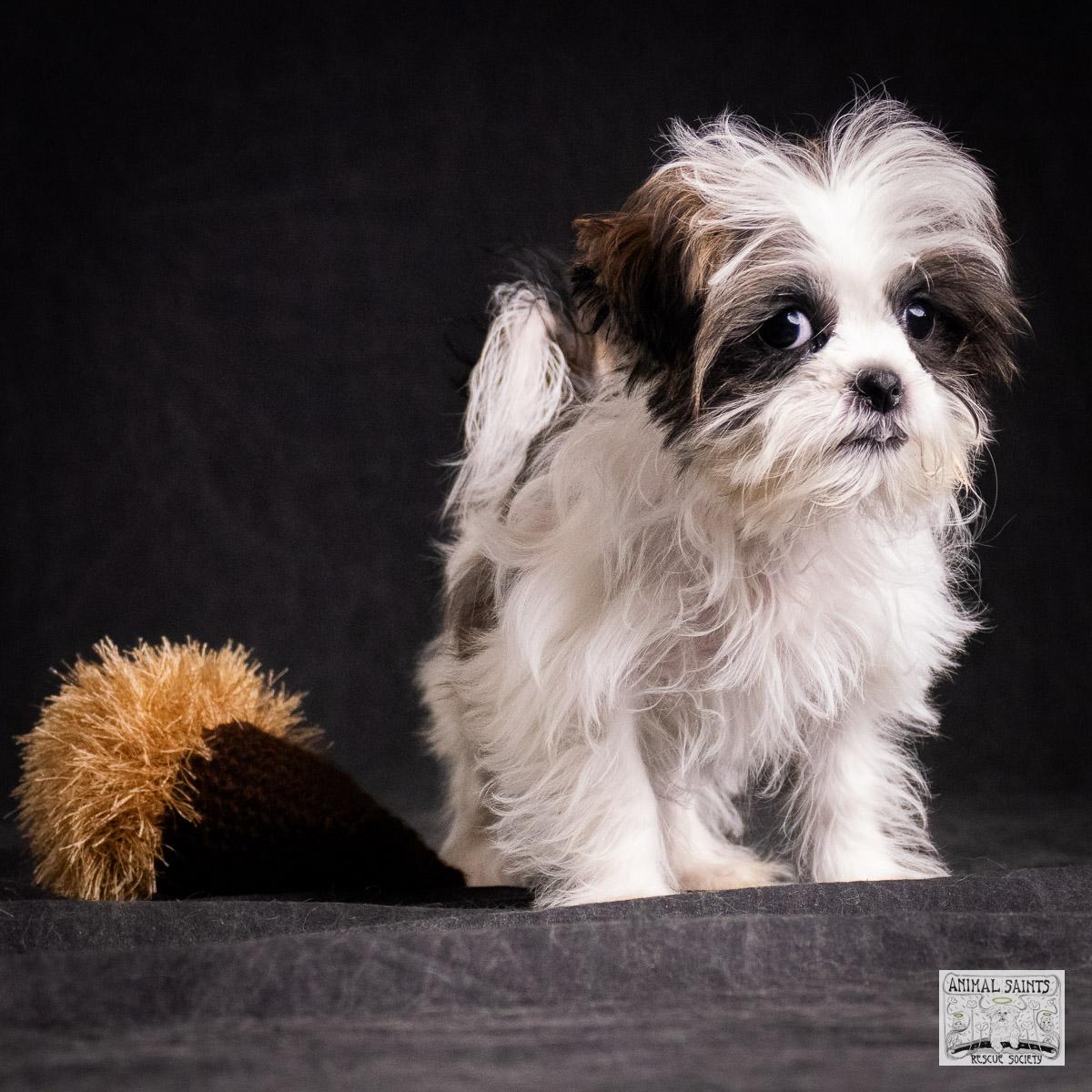 Enlarge Cilla, a Adoptable mixed breed in Fort Montgomery, NY image 3/6