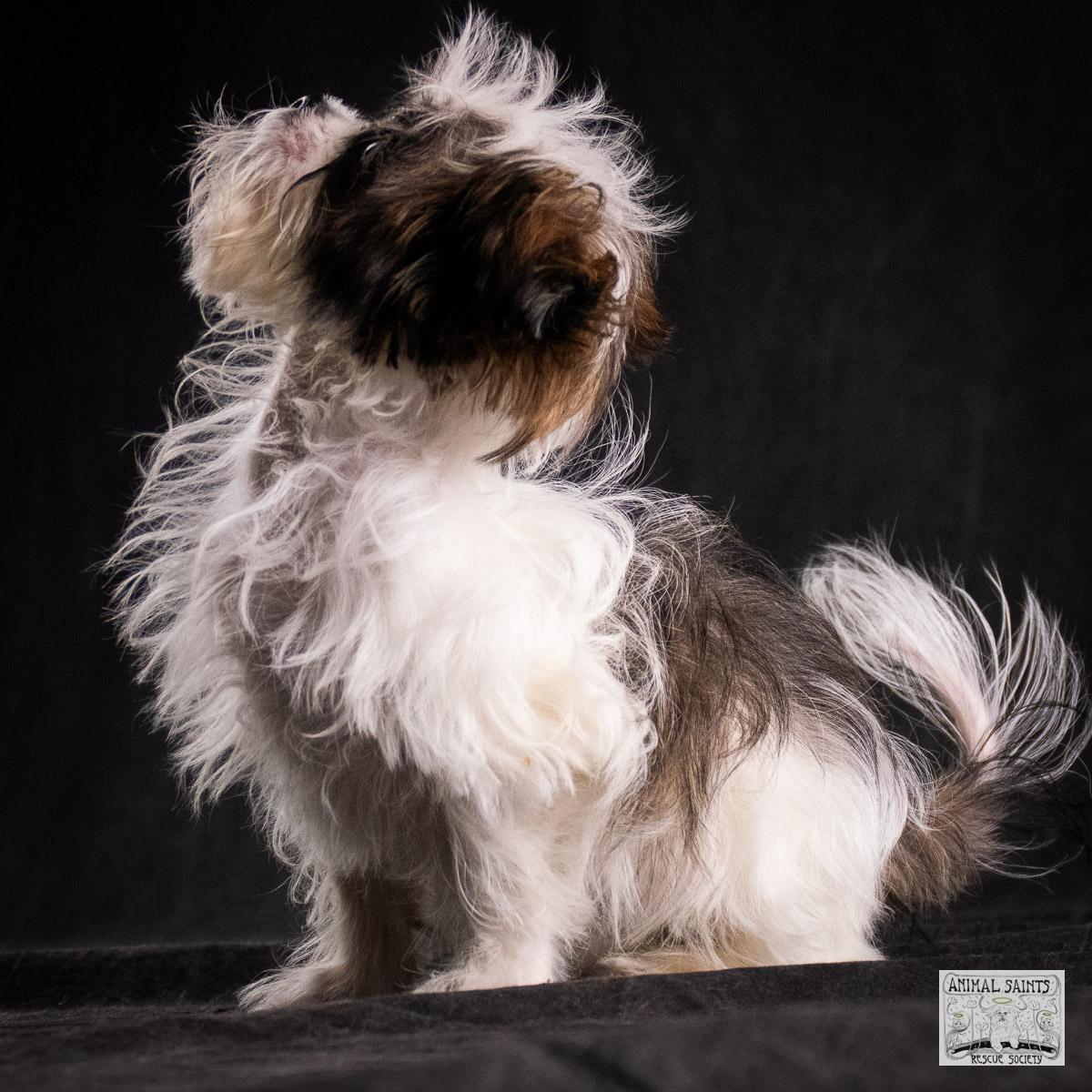 Enlarge Cilla, a Adoptable mixed breed in Fort Montgomery, NY image 4/6