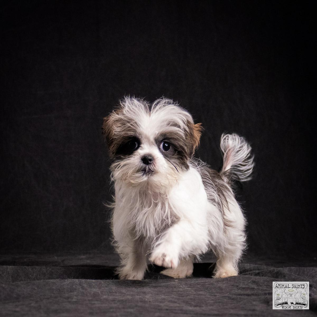 Enlarge Cilla, a Adoptable mixed breed in Fort Montgomery, NY image 5/6