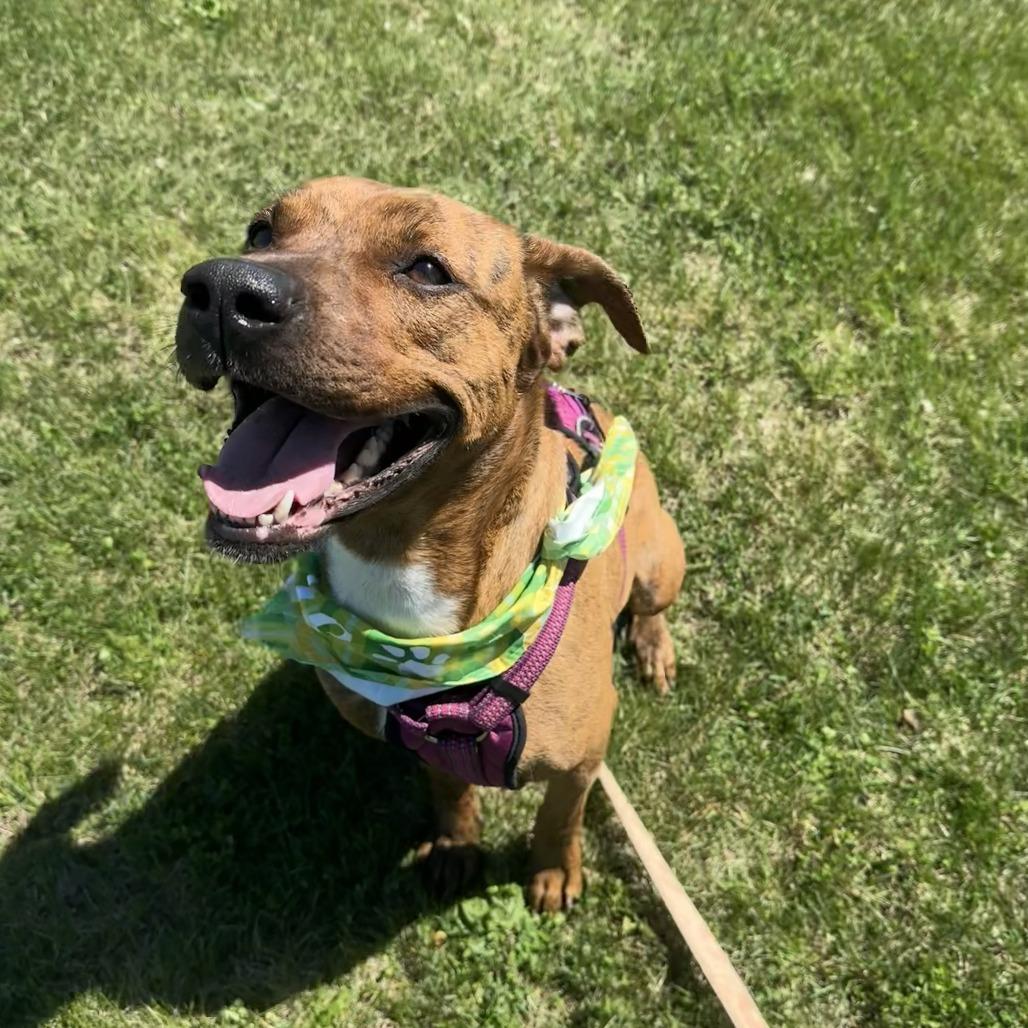 Sally, a Adoptable Mixed Breed in Chariton, IA image 1/5