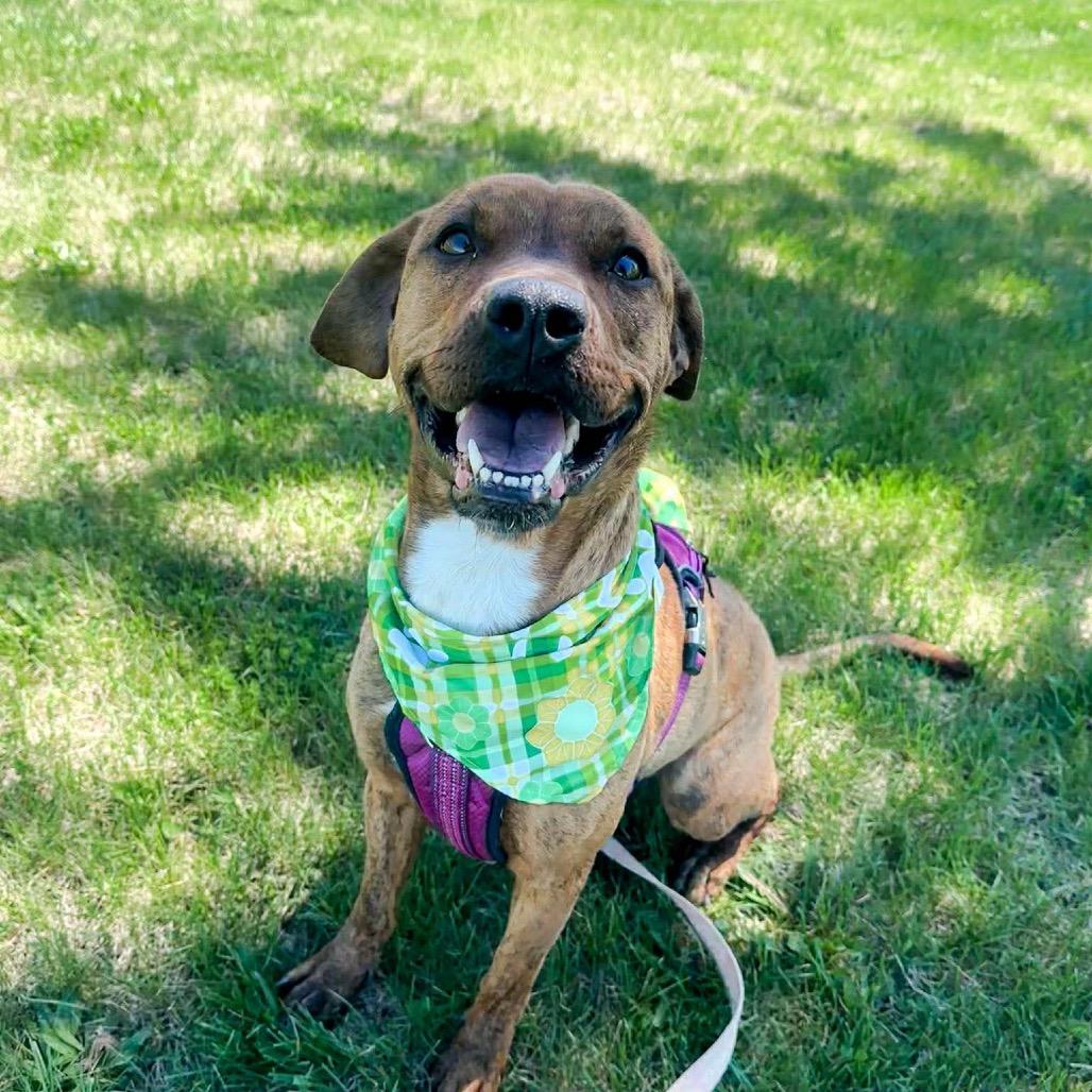 Sally, a Adoptable Mixed Breed in Chariton, IA image 2/5