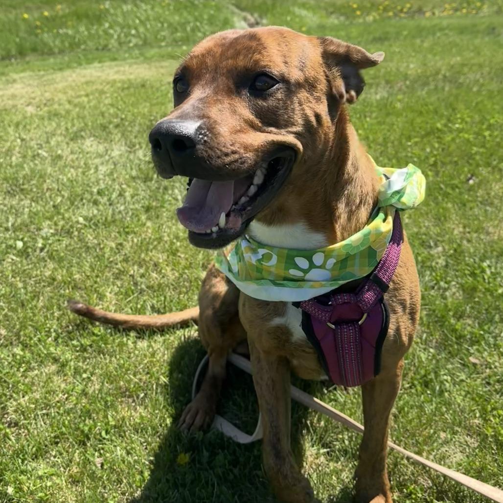 Sally, a Adoptable Mixed Breed in Chariton, IA image 3/5