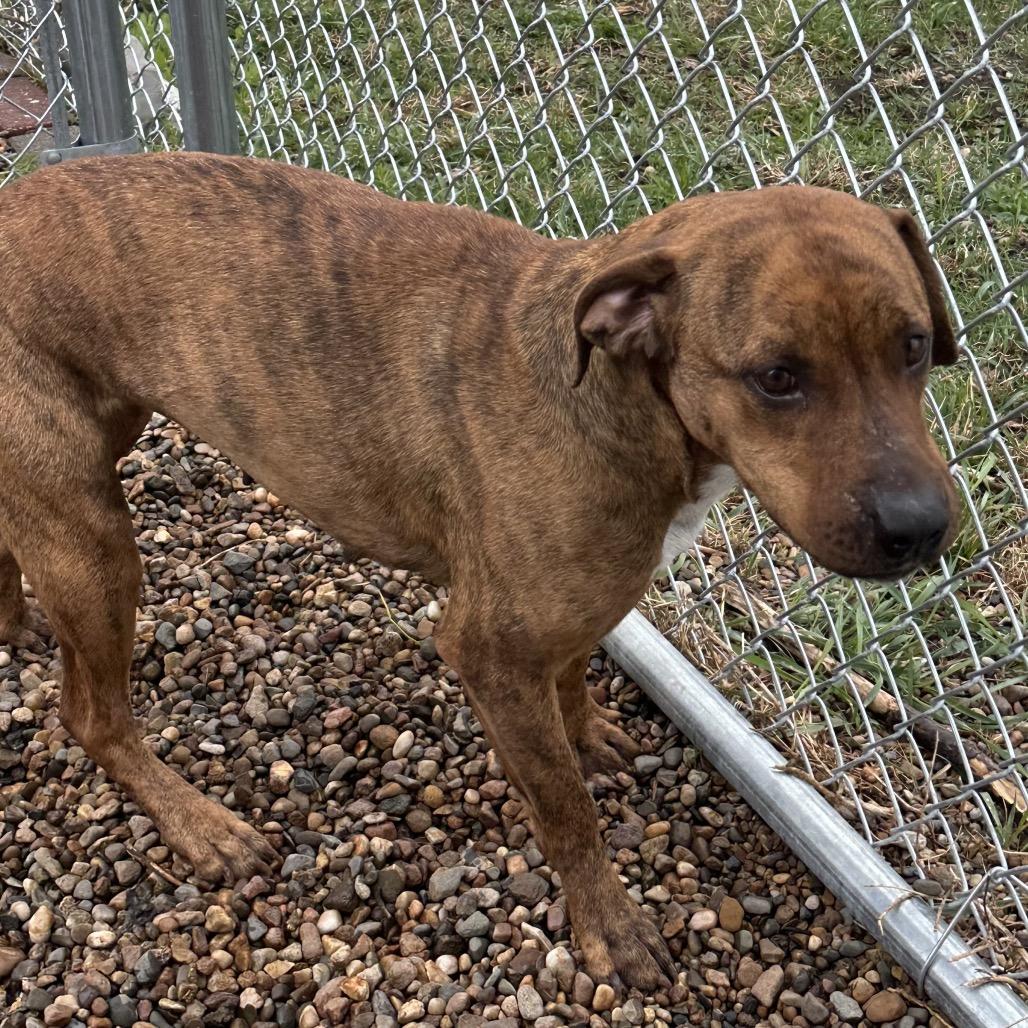 Sally, a Adoptable Mixed Breed in Chariton, IA image 4/5