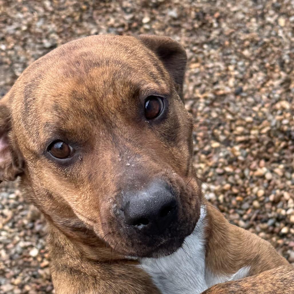 Sally, a Adoptable Mixed Breed in Chariton, IA image 5/5
