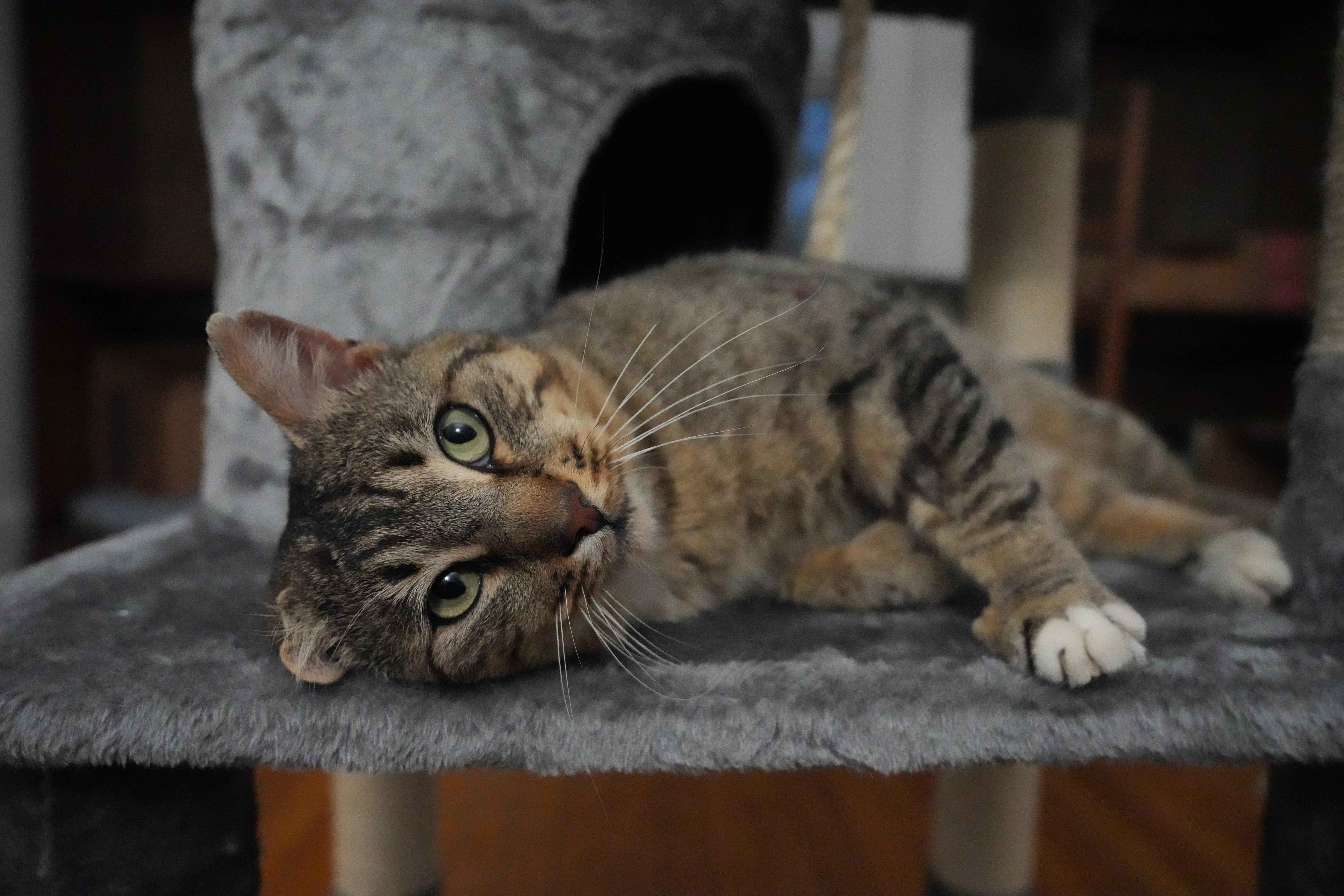 Tiger, Adoptable, Young Male Domestic Short Hair.