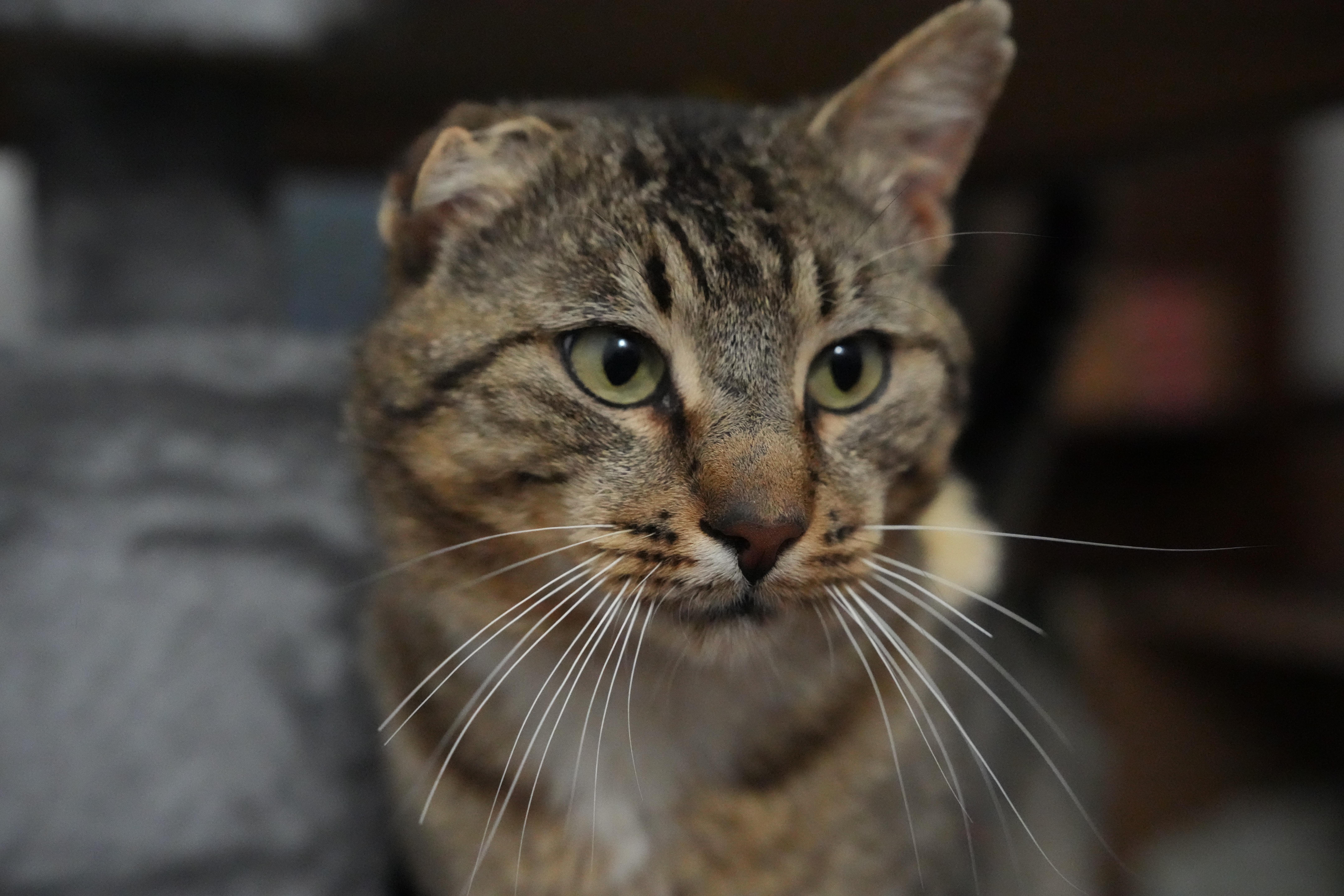 Enlarge Tiger, a Adoptable Domestic Short Hair in Springfield, MA image 3/4