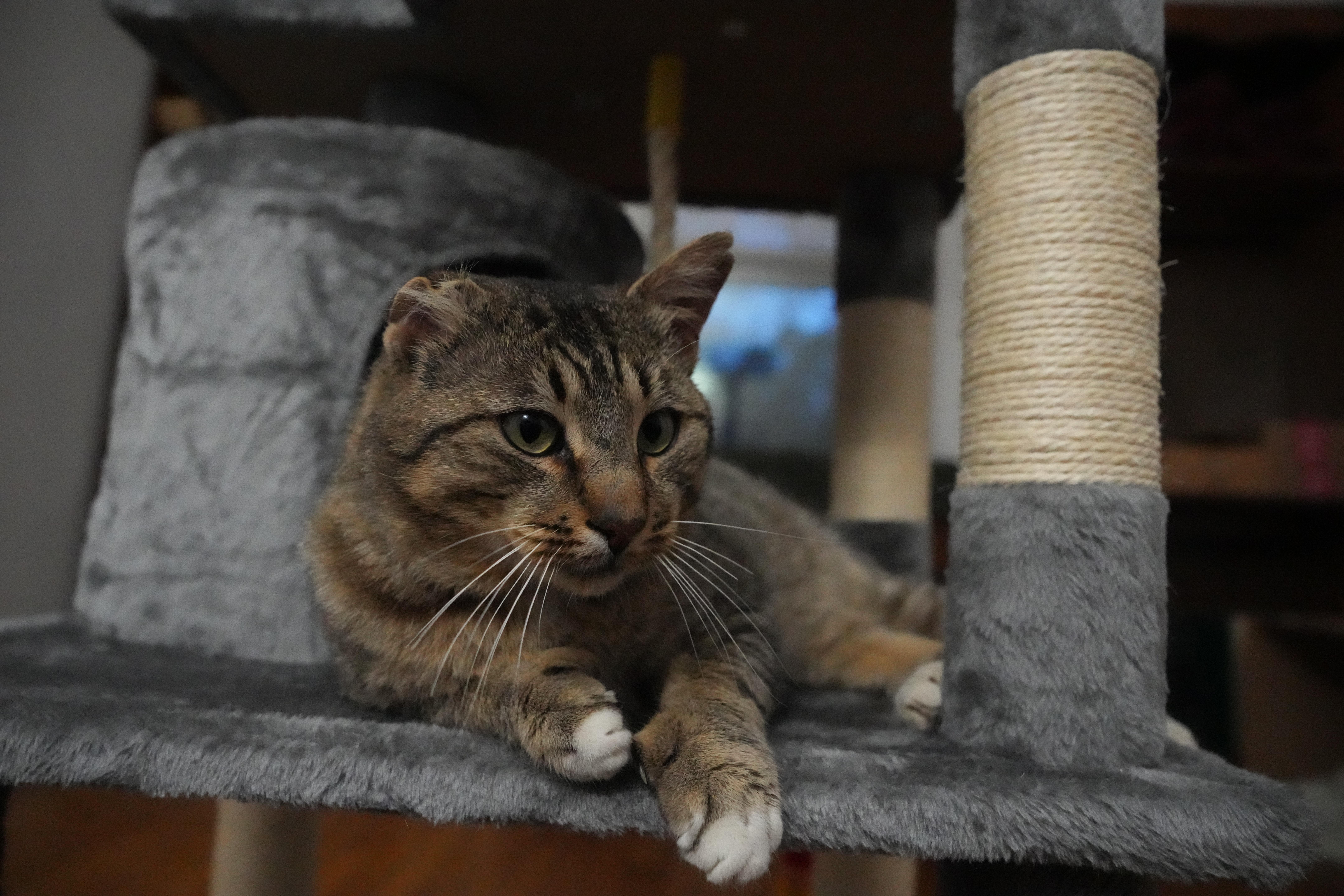 Enlarge Tiger, a Adoptable Domestic Short Hair in Springfield, MA image 4/4