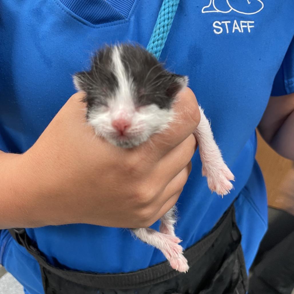 Famous Amos, Adoptable, Young Male Domestic Short Hair.