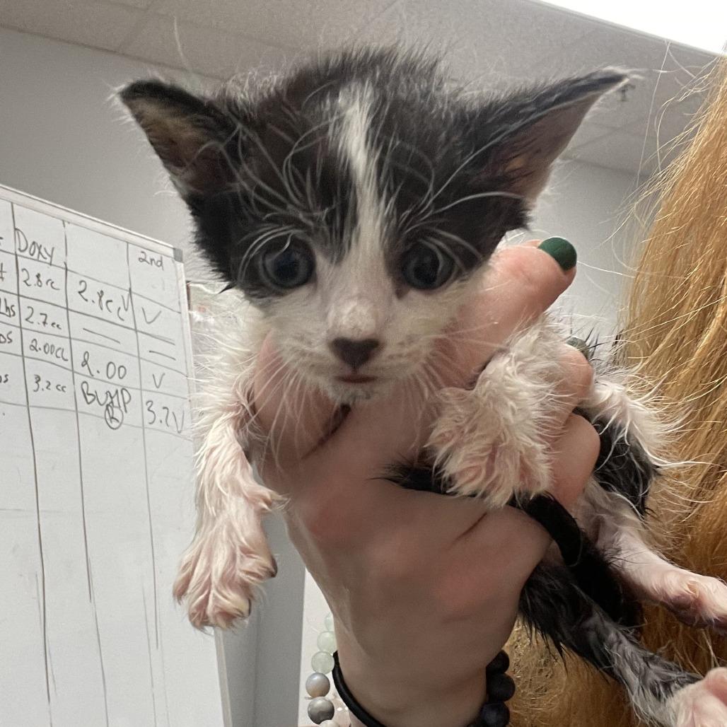 Enlarge Famous Amos, a Adoptable Domestic Short Hair in Dickinson, TX image 2/3