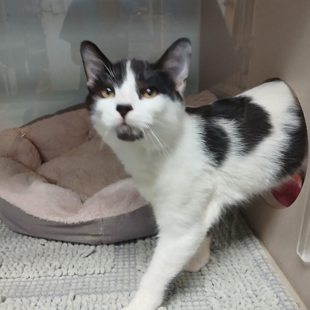 Enlarge Famous Amos, a Adoptable Domestic Short Hair in Dickinson, TX image 3/3