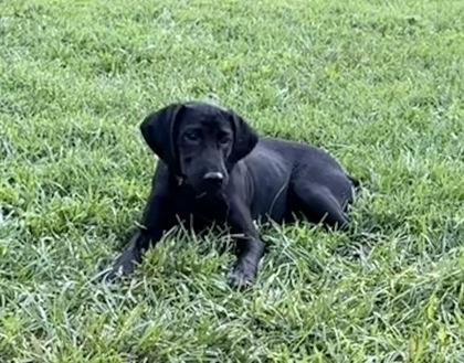 Enlarge Eclipse, a Adoptable mixed breed in Wilkesboro, NC image 1/3