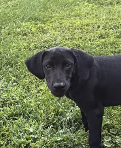 Enlarge Eclipse, a Adoptable mixed breed in Wilkesboro, NC image 2/3