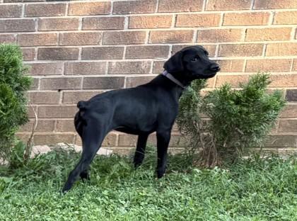 Enlarge Eclipse, a Adoptable mixed breed in Wilkesboro, NC image 3/3