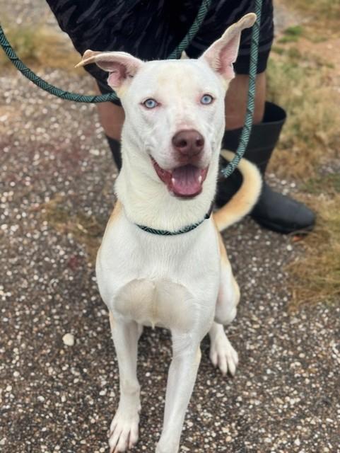 Forrest, Adoptable, Adult Male Husky & Pit Bull Terrier.