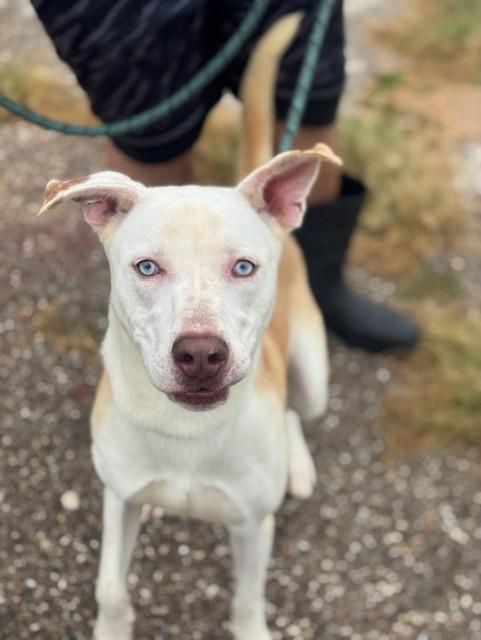 Enlarge Forrest, a Adoptable mixed breed in Willowbrook, IL image 3/5