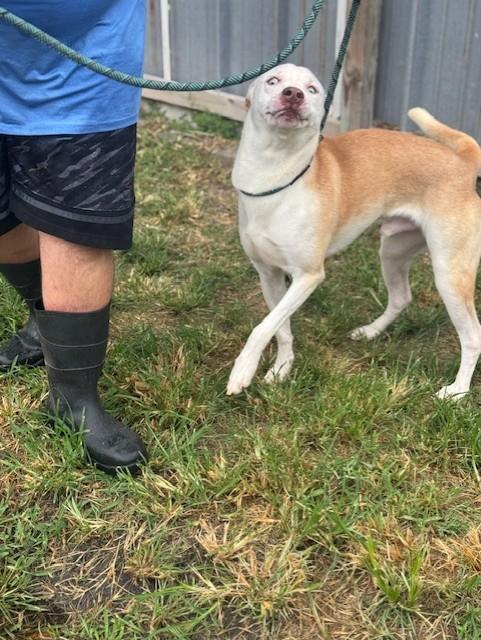 Enlarge Forrest, a Adoptable mixed breed in Willowbrook, IL image 5/5