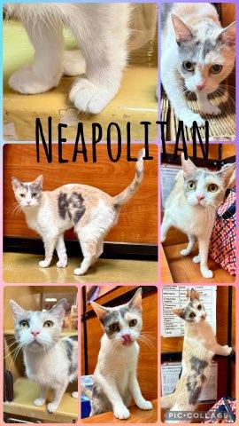 NEAPOLITAN, Adoptable, Young Female Dilute Calico.