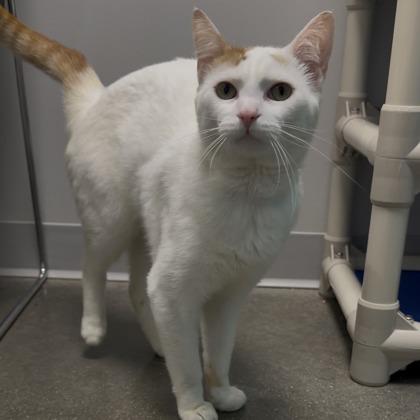 Pennywise, Adoptable, Young Male Domestic Short Hair & Domestic Short Hair.