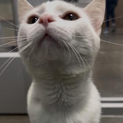 Pennywise, a Adoptable mixed breed in Janesville, WI image 2/2