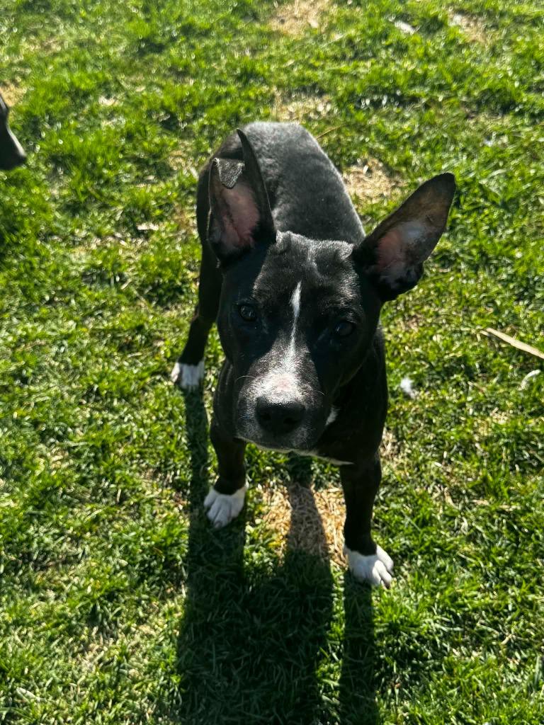 Cartman, Adoptable, Puppy Male Rat Terrier.