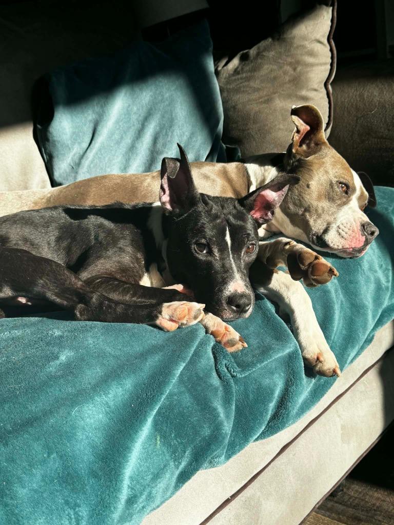 Enlarge Cartman, a Adoptable mixed breed in Detroit, MI image 2/6