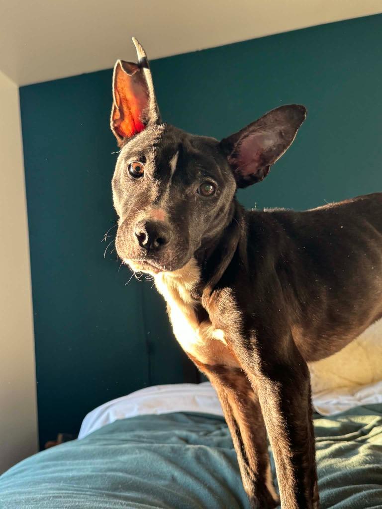 Enlarge Cartman, a Adoptable mixed breed in Detroit, MI image 4/6