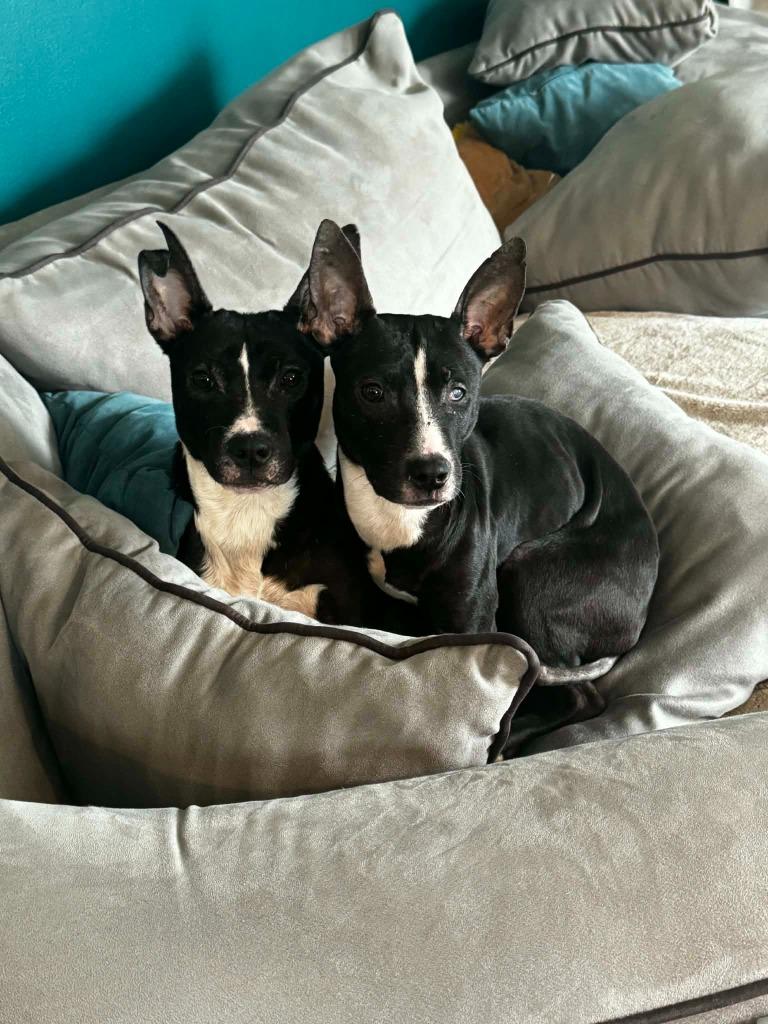 Enlarge Cartman, a Adoptable mixed breed in Detroit, MI image 5/6