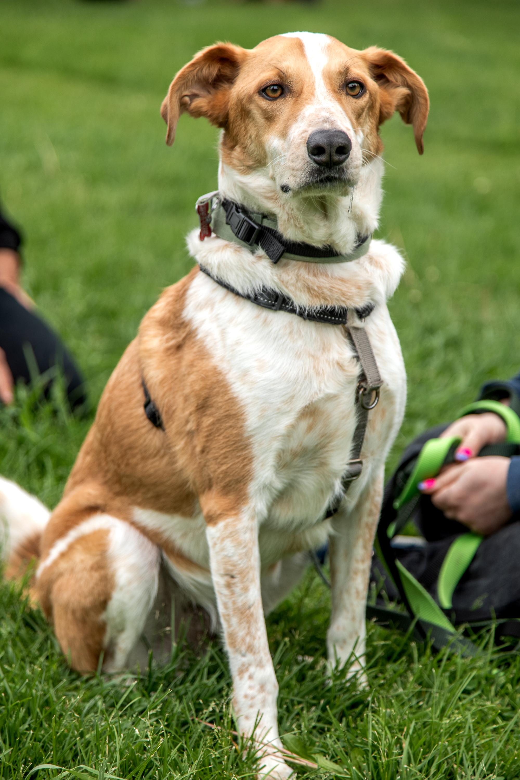 Enlarge Dexter, a Adoptable mixed breed in Mississauga, ON image 5/5